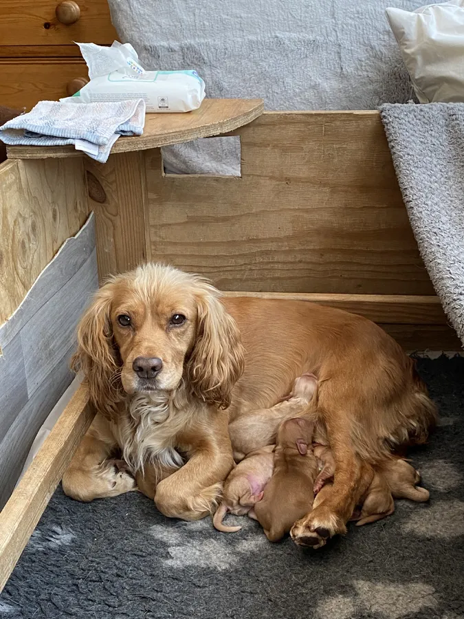 Golden working cocker spaniels