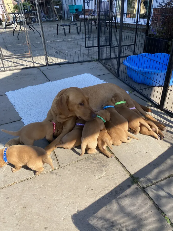 KC REGISTERED FOX RED PUPPIES