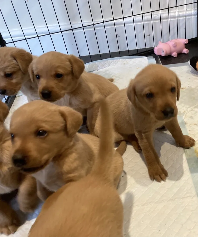 KC Labrador Puppies