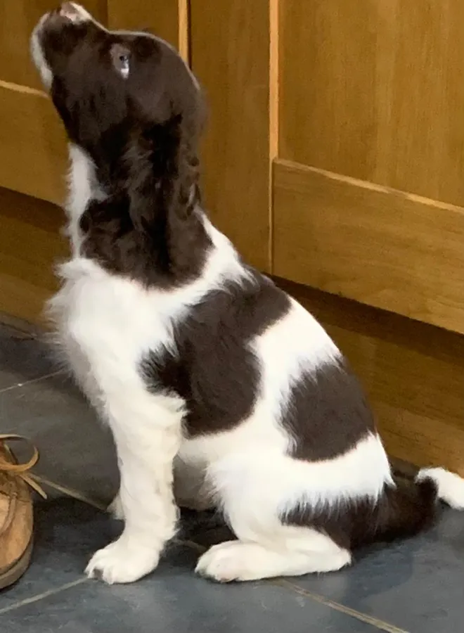 English Springer Spaniel Puppies