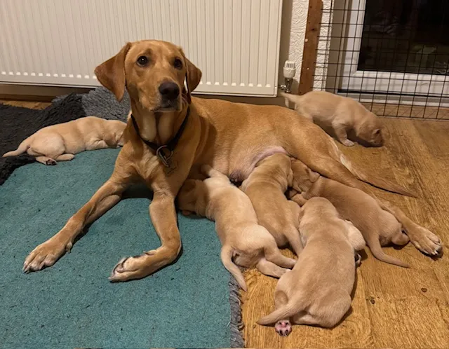 Exceptional Yellow Labrador Puppies bred by a Veterinary Surgeon
