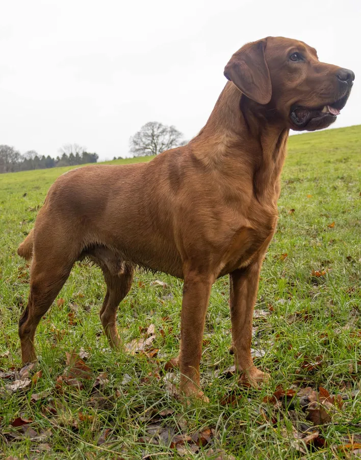 Fox Red Lab Fully Health Tested