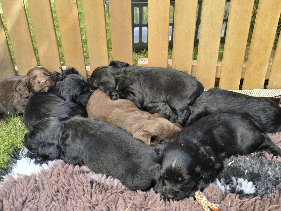 Working sprocker pups