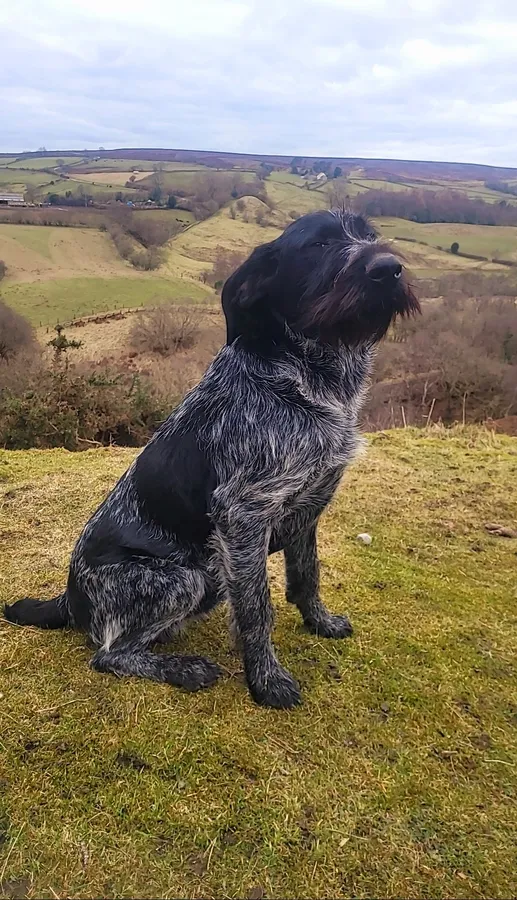 German wirehaired pointers dog