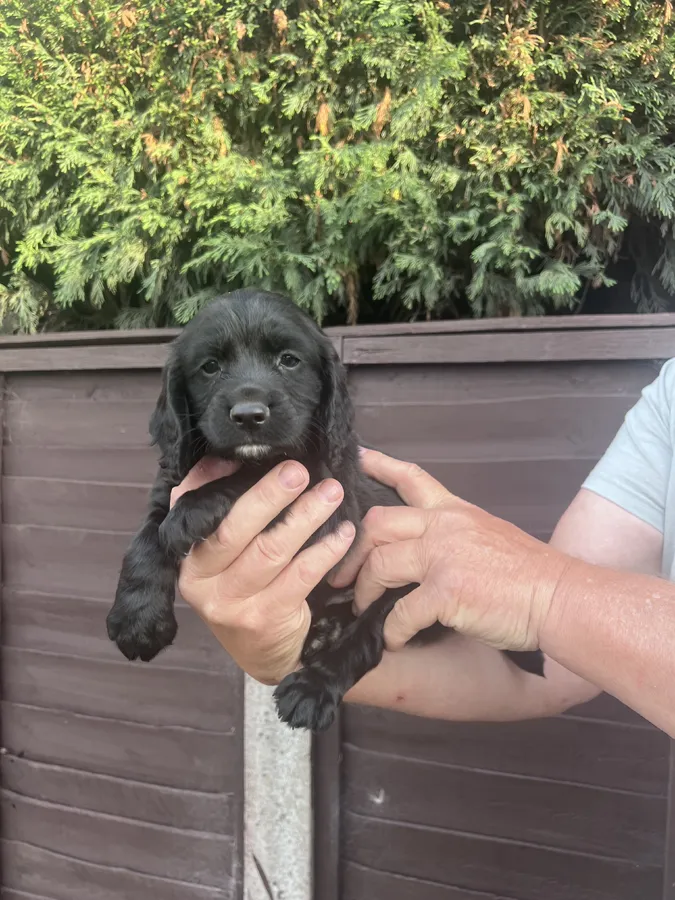 Working Cocker Spaniel KC Registered Puppies