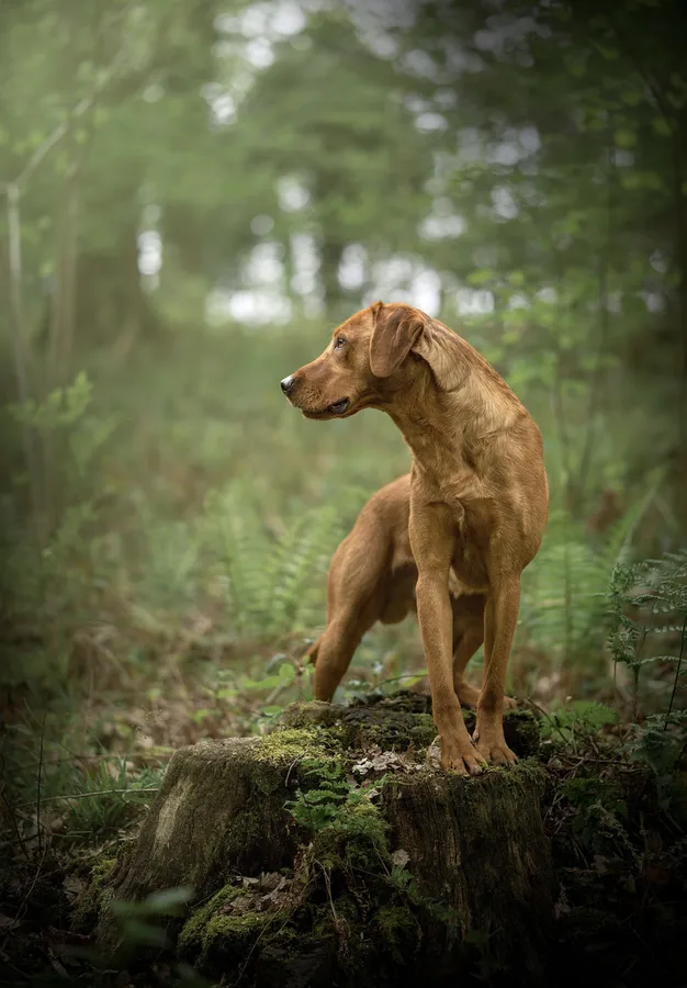 Health tested Red lab stud