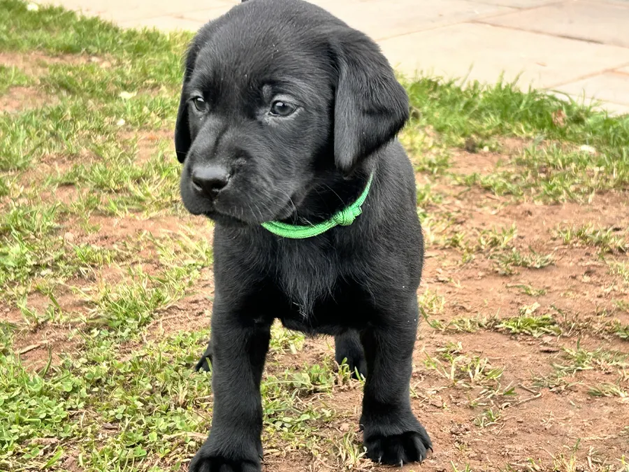 Black Lab Gundog Puppies