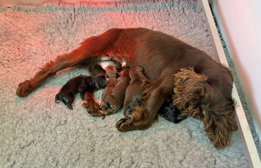 KC Working Cocker Spaniels