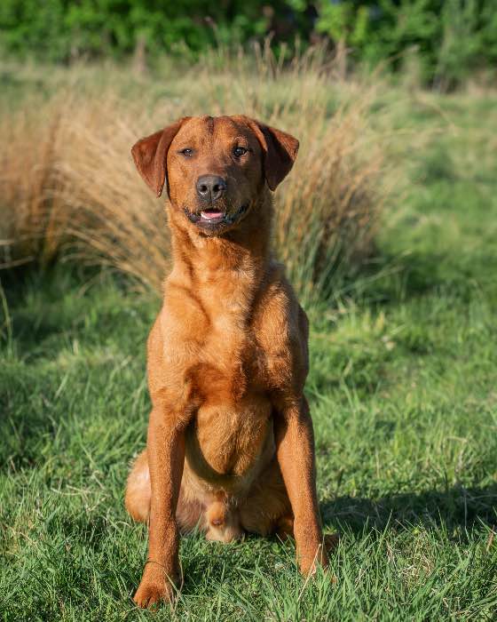 Dark red labrador stud