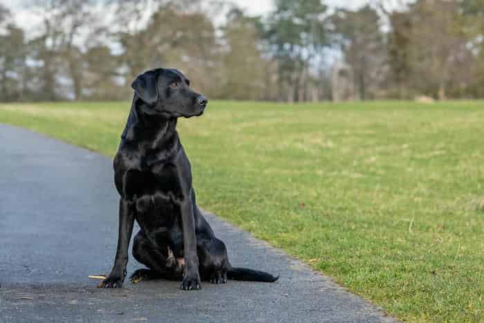 FULLY HEALTH TESTED black labrador for stud