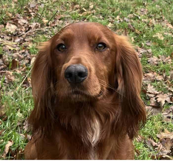 At stud fully health tested working cocker spaniel
