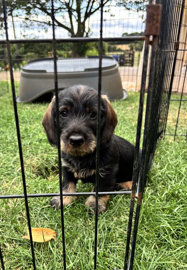 Wirehaired Dachshund puppies