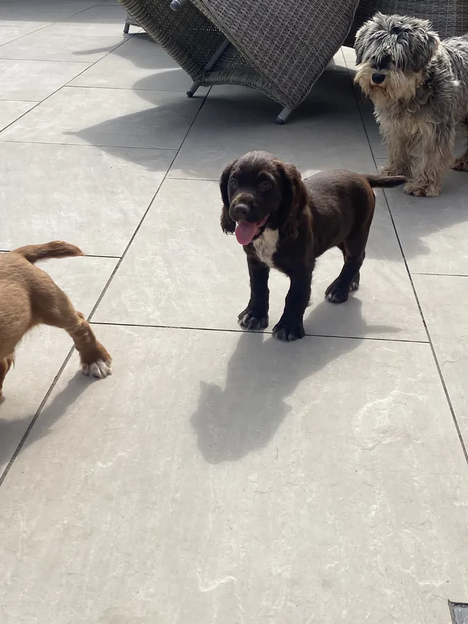 Ftch lines kc reg stunning cocker spaniel pups