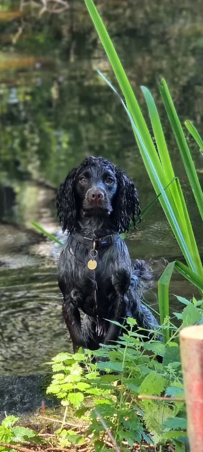 Exceptional PROVEN Working Cocker KC Health Tested Stud