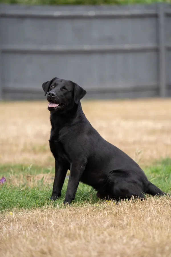0/0 Hips, Fully Health Tested -FTCH Pedigree