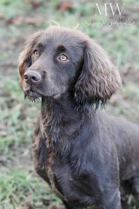 Available For Stud - Kentwone Portrush