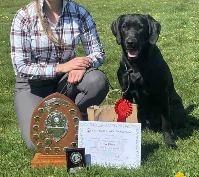 Black Labrador standing at Stud