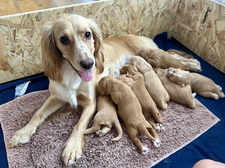 KC Registered working Cocker Spaniel Puppies