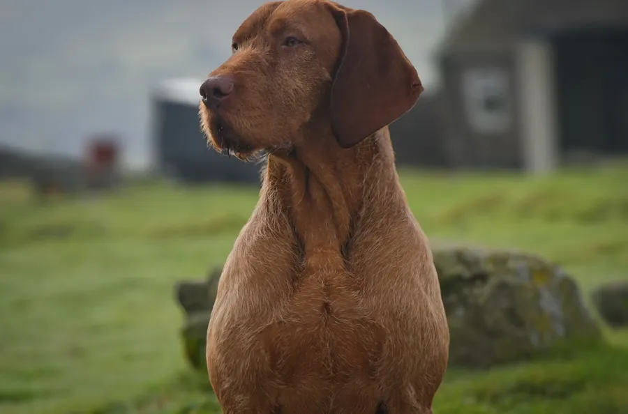 Imported wirehaired vizsla stud
