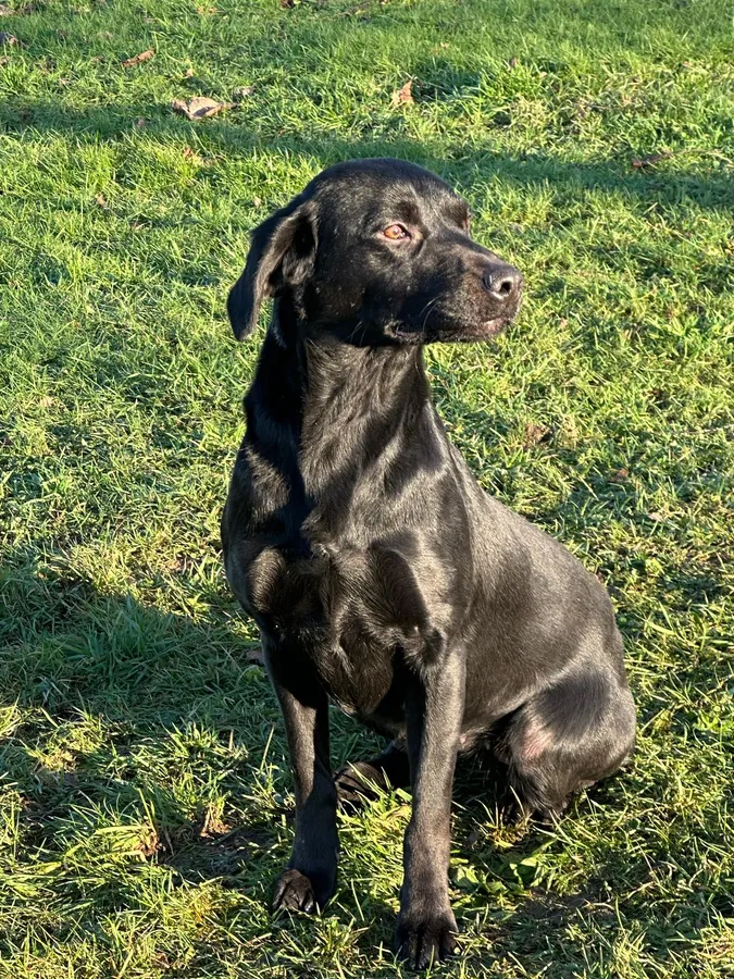 Trial Bred Labrador bitch