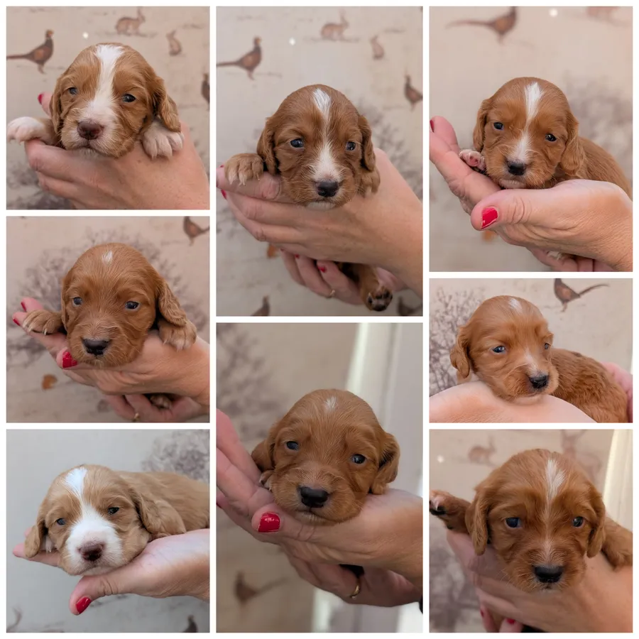 Beautiful Red KC Registered Working Cocker Spaniels