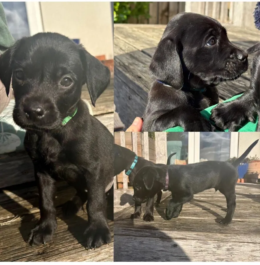 Family Friendly Working KC Reg Pups