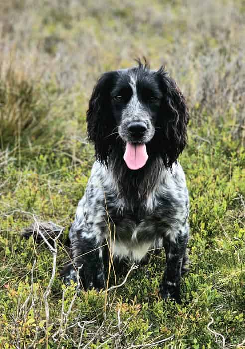Cocker at Stud