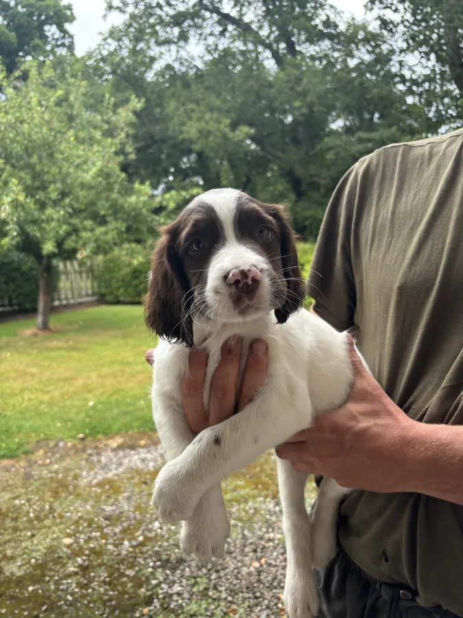 Springer Spaniel pups