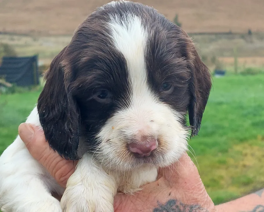Sandaharr Springer pups available