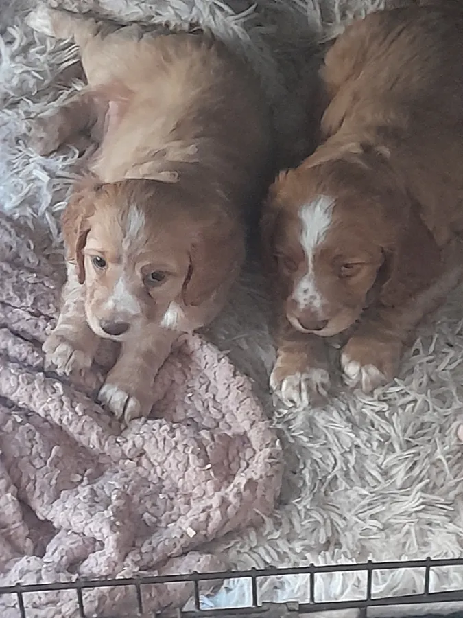 Cocker pups