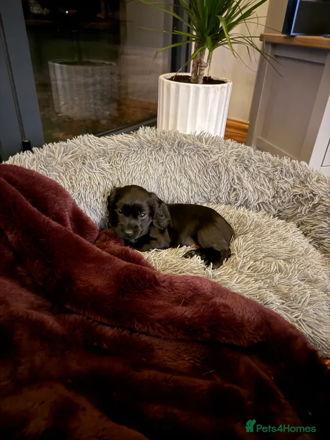 KC Reg Working bred Cocker Spaniels