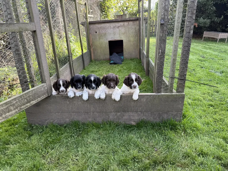 Friendly beautiful working bred puppies