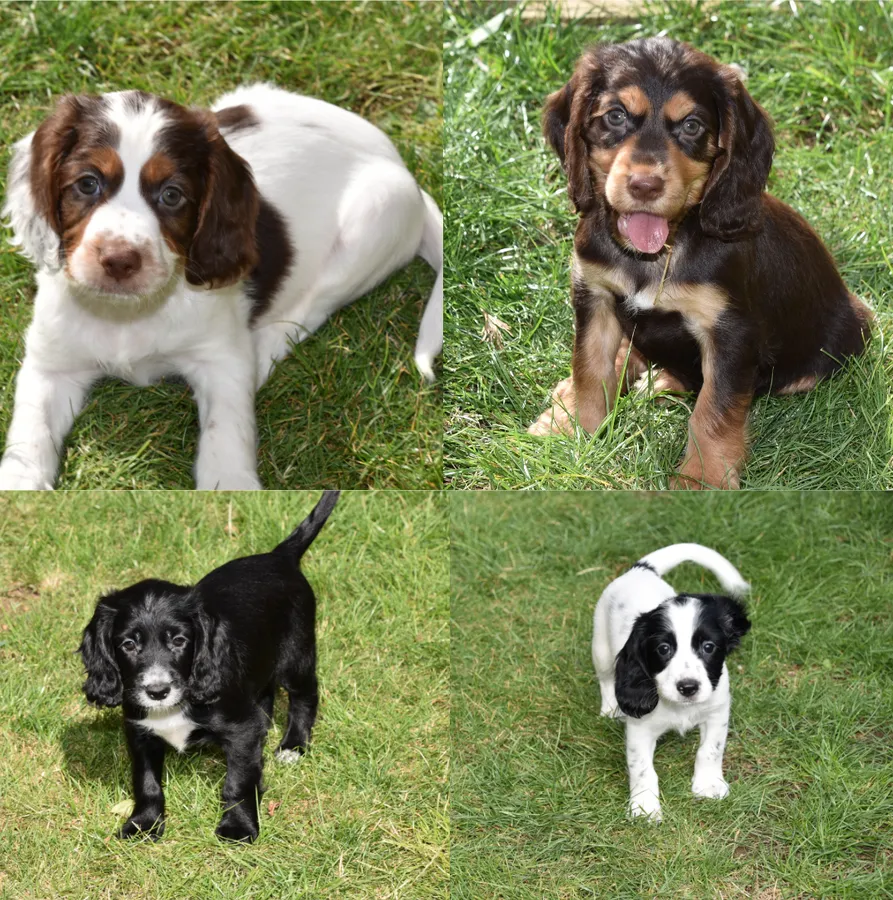 Kc Reg Cocker Spaniel Puppies Available