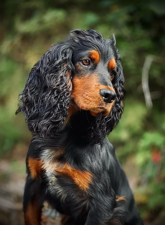 Black and Tan cocker stud