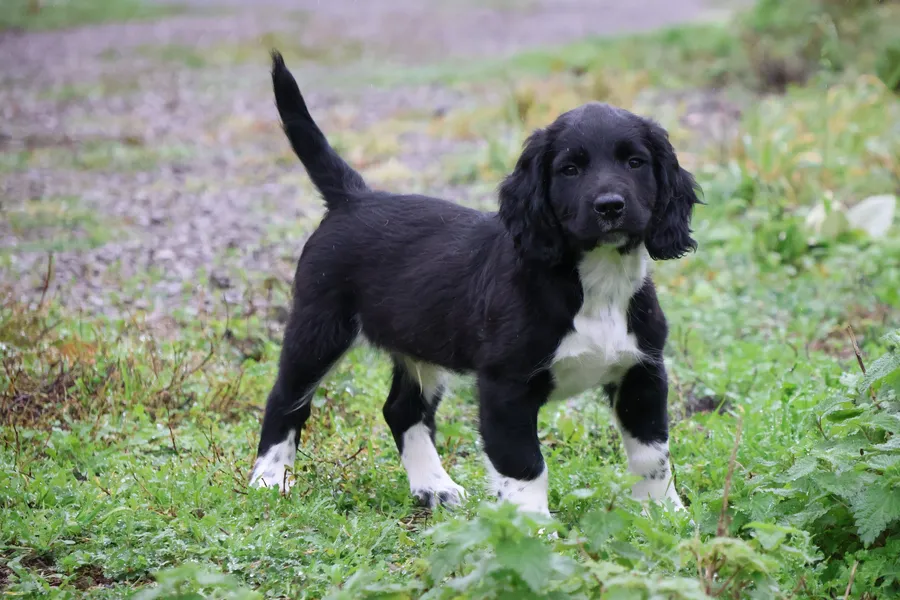 Traditional Working ESS puppy