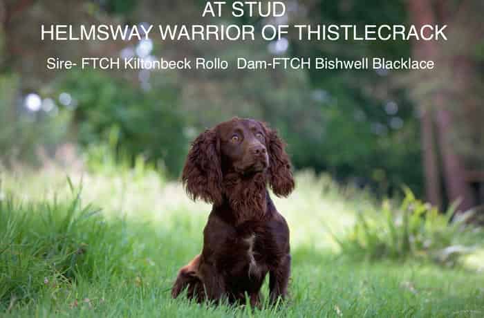 AT STUD Helmsway Warrior of Thistlecrack