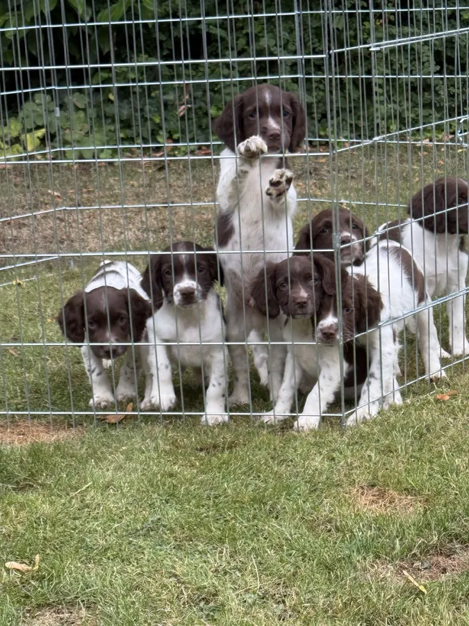 Ready now Springer spaniel boy pups available