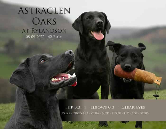 KC Black Lab Stud Astraglen - Fully Health Tested - 56 FTch/FTW