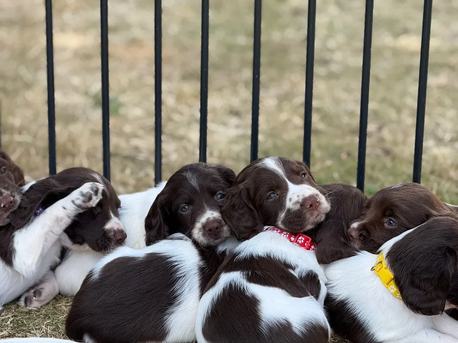 Springer Spaniel Puppies For Sale