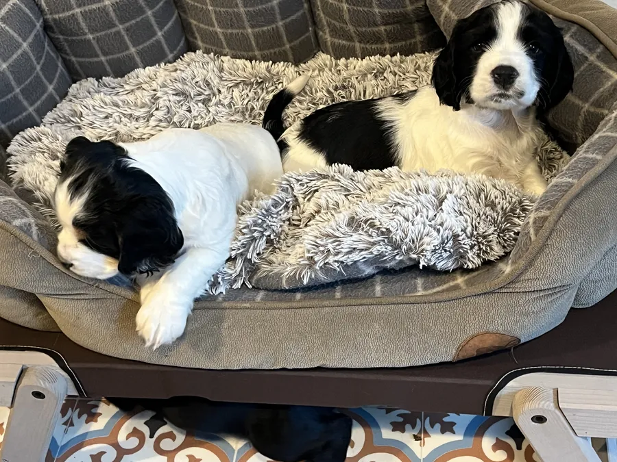 KC Reg Working Cocker Puppies