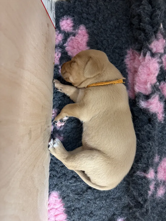 Red Labrador puppies