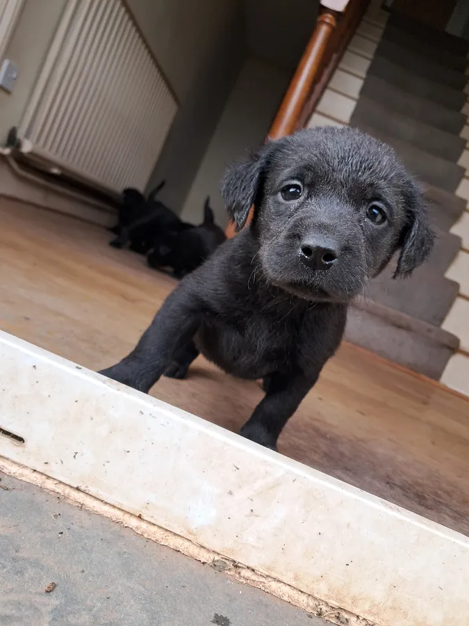 Black working labrador puppies