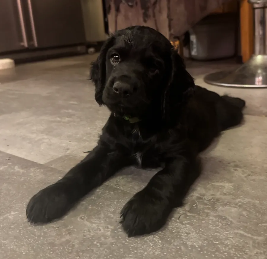 Teddy - Green collar