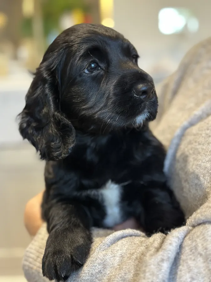 One gorgeous Kennel Club registered working cocker boy