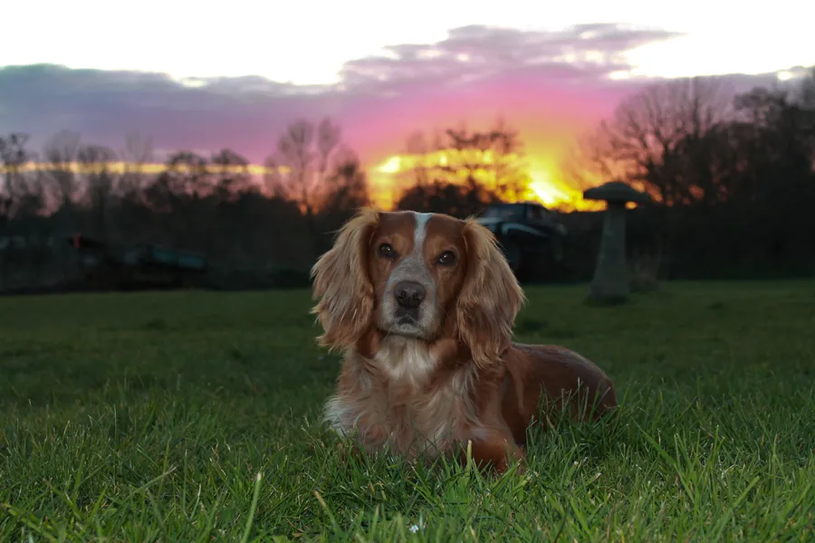 Proven working cocker spaniel
