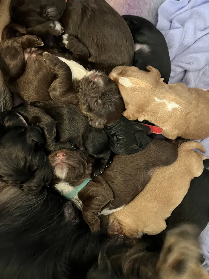 Working cocker spaniel puppies