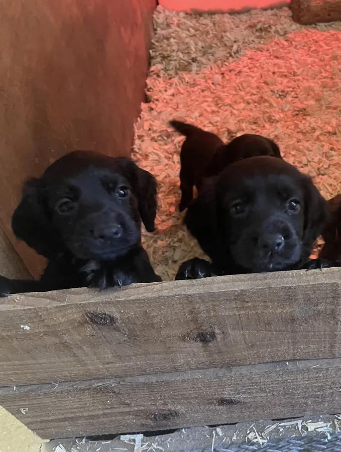 Working Cocker spaniel pups