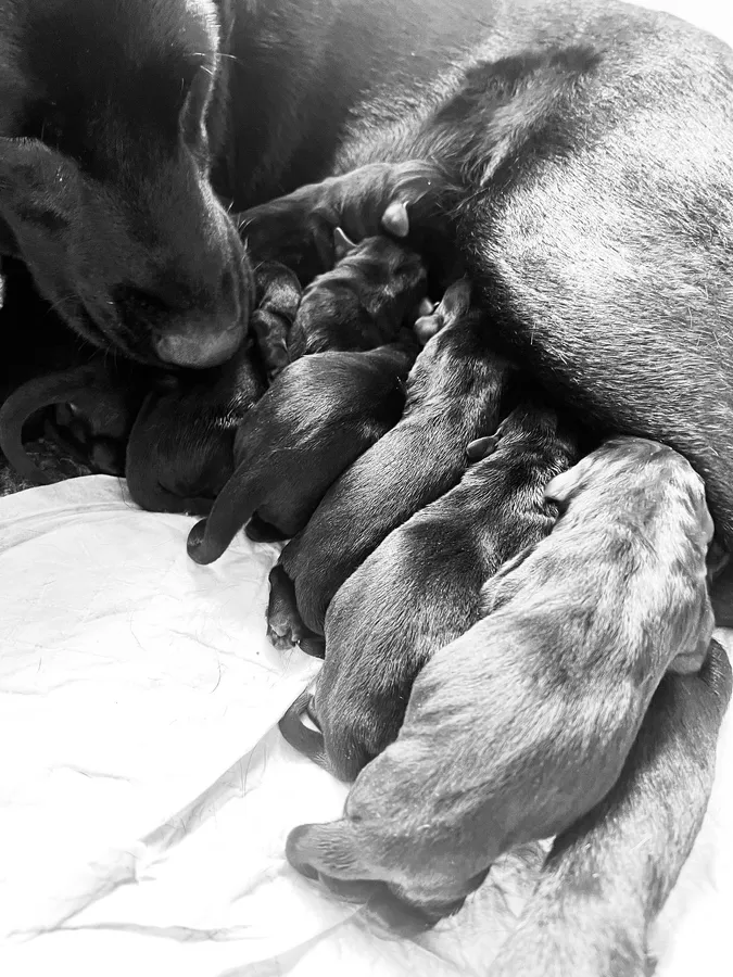 FTCH bred KC black lab puppies from health tested parents