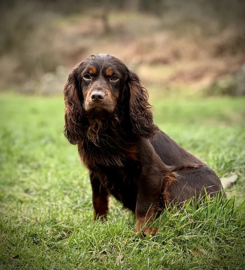 Small Health Tested KC liver and tan Cocker Stud
