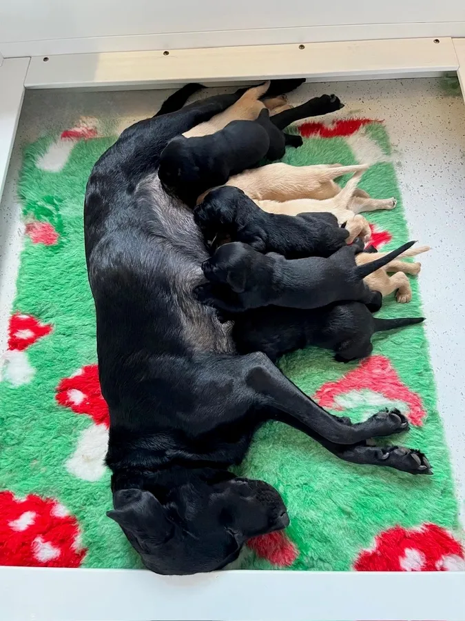 KC and fully health and eye tested litter working
